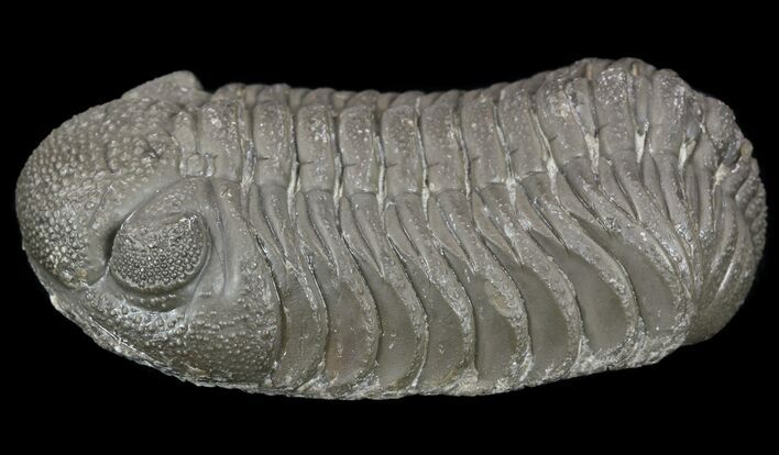 Large, Morocops Trilobite - Almost All Rock Removed #52425